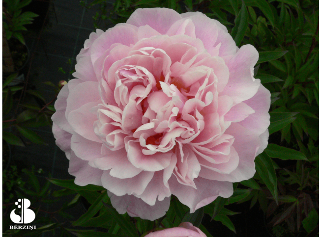 Paeonia lactiflora   'Serene Pastel'